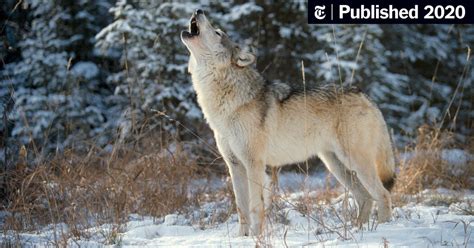 Wolves to Drop From Endangered Species List in U.S. - The New York Times