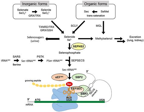 Describe the Reaction of Thyroxine Hormone Has on the Body