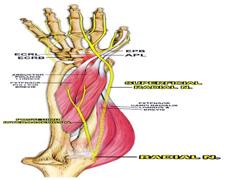 Extensor Carpi Radialis brevis: Review of Anatomy and Clinical Significance to Orthopedics ...