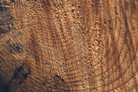 Macro Texture of Cut Tree Trunk. Stump of Pine Tree. Wood Texture and ...