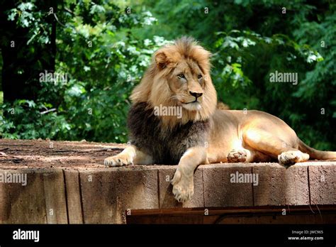 Lion in african habitat hi-res stock photography and images - Alamy