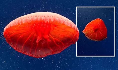 Deep-sea discovery: Scientists baffled by blood-red jellyfish unlike anything seen before ...