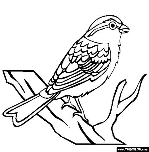 Chipping-Sparrow | Bird coloring pages, Coloring pages, Online coloring ...