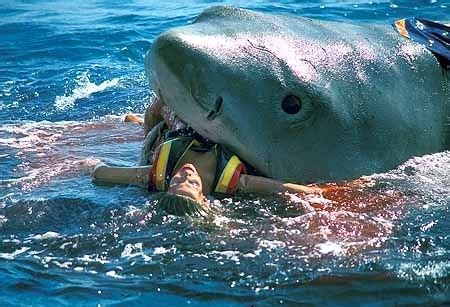 Totally Fake Shark Attack - Jaws Photo (2082557) - Fanpop