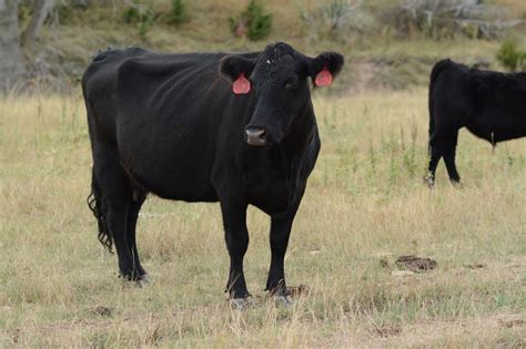 Better beef leads value gain - CAB Cattle