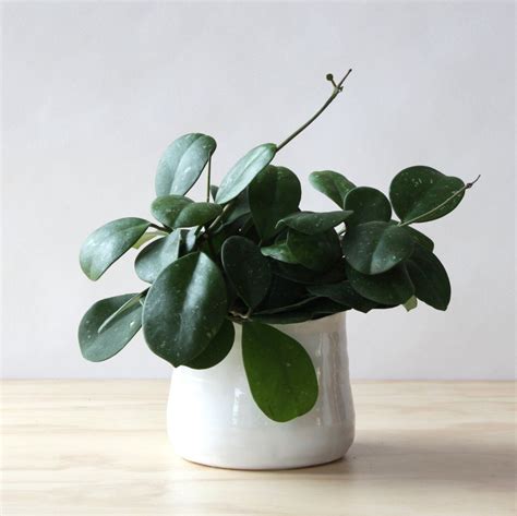 Hoya Obovata | Hoya obovata, Plant plan, Small plants