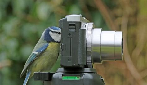 Best Wildlife Camera For Nature & Bird Photography - BirdingHub