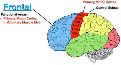 Image: The primary motor cortex (red) is located anterior to the central sulcus on the ...