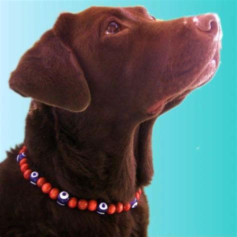 Unleash Your Pet's Style & Flair with A Beaded Dog Collar!