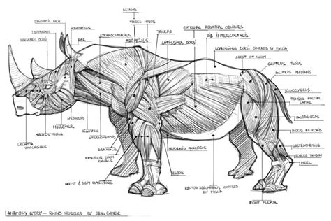 Study - Rhino (muscles) by georgecatalin93 on DeviantArt