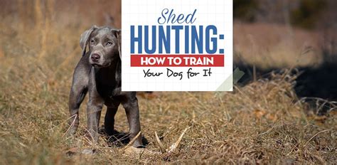 Shed Hunting Dog Training: How to Train Your Pooch for It