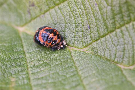 Ladybug Pupa by BlackRoomPhoto on DeviantArt