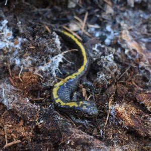 5 Types of Salamanders in Idaho - SnakeTracks.com