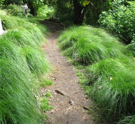 Carex divulsa | Carex tumulicola | European Meadow Sedge | Berkeley Sedge| plant lust