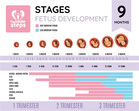 Understand About Fetus Development Stages - Twiddle Steps