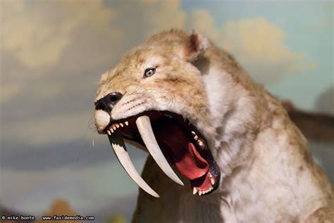 Saber Tooth Cat | Mike Bonte: Photos & Ramblings