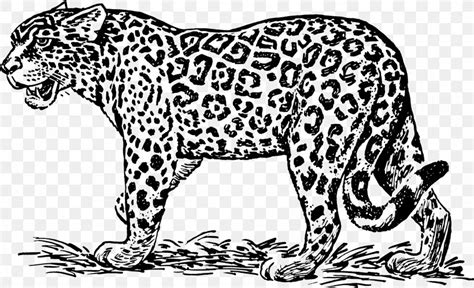 Jaguar Ocelot Black And White Clip Art, PNG, 2162x1318px, Jaguar ...