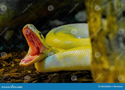 Python Jaw Stock Photos - Free & Royalty-Free Stock Photos from Dreamstime