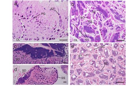 Ovotestis and testes differentiation in Dascyllus aruanus. a ...