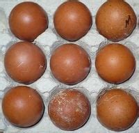 Welbar | BackYard Chickens - Learn How to Raise Chickens