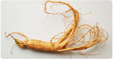 6 American Ginseng Benefits: Dosage & Safety | The Botanical Institute