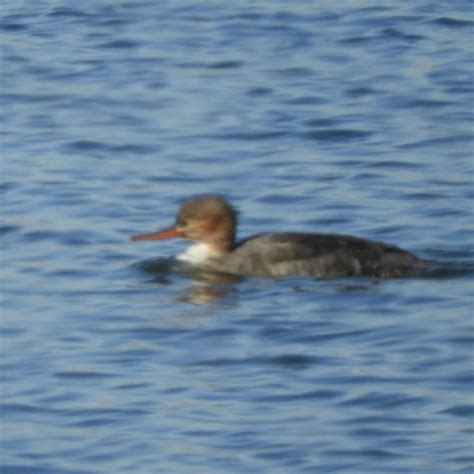 eBird Checklist - 24 Nov 2020 - San Luis Reservoir SRA--Medeiros area ...