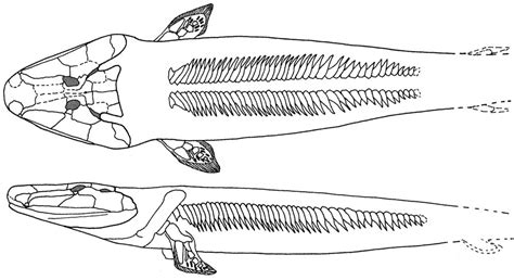 GEOL431 - Vertebrate Paleobiology