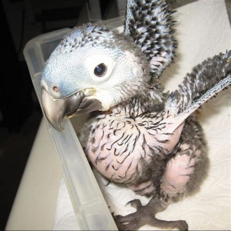 Baby Hyacinth Macaw for Sale - Top Macaw Parrot Breeders USA