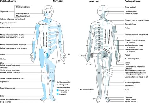 Anatomy: Dermatomes Full Body Anterior Posterior Image Intended For ...