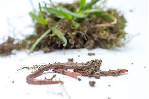 Earth Worms and Soil Pictured in Stidio Stock Photo - Image of macro, moss: 176668162