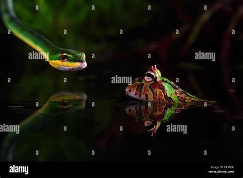 Snake hunting a toad Stock Photo - Alamy