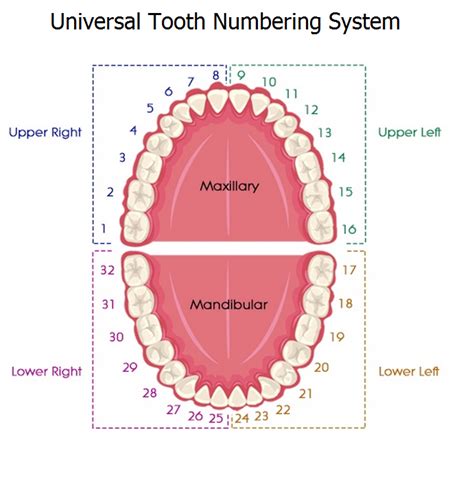 Tooth Numbering System Palmer