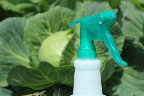 Organic Pest Control Spray for Gardens