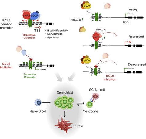 Model of the BCL6 Repression Mechanism BCL6 dimers can simultaneously ...