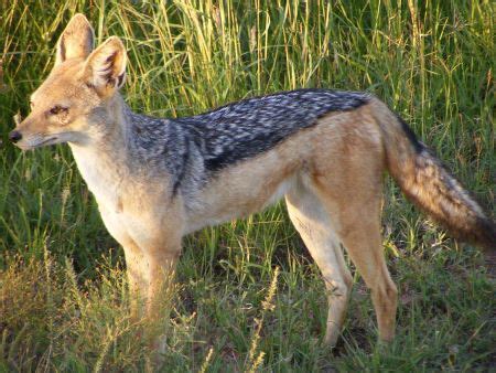 What is a jackal in the bible