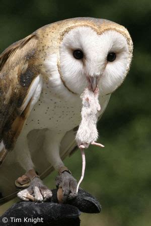 Barn Owl Facts - NatureMapping