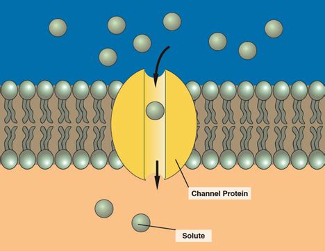 Channel Protein In Cell Membrane