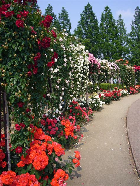 Rose garden - Wikipedia