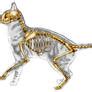 Cat Anatomy V2.0 by JacquelineRae on DeviantArt