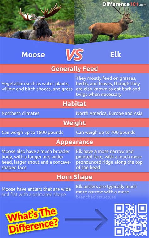 Moose vs. Elk: 5 Key Differences, Pros & Cons, Similarities ...