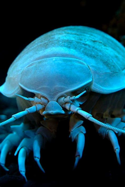 Isopod | Underwater world, Underwater, Animals