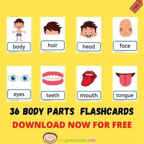 FREE BODY PARTS FLASHCARDS - BusyPreschooler.com