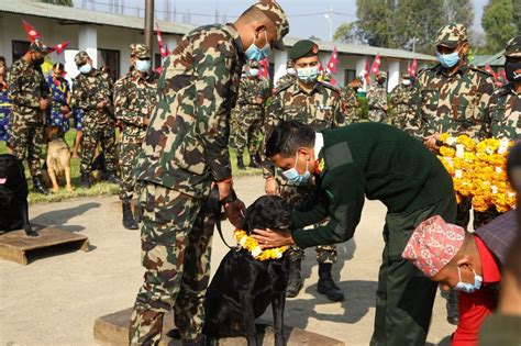 Tihar begins with Kaag and Kukur puja today (With photos) – Nepal Press