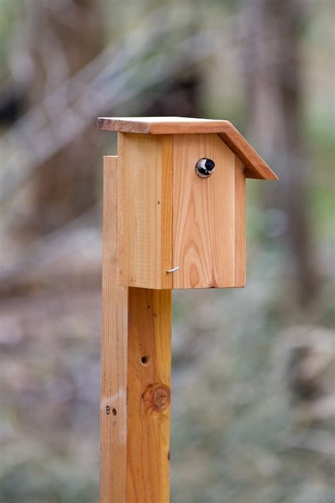 Black-capped Chickadee Cedar bird house | Etsy