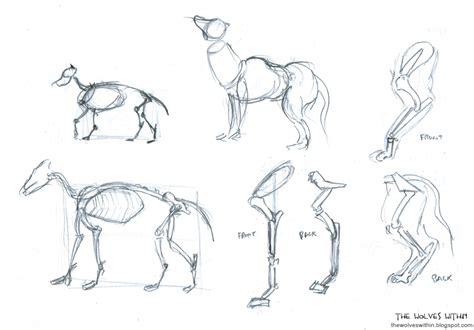 Wolf Anatomy Drawing at GetDrawings | Free download