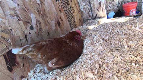 Our Chicken laying Eggs - YouTube