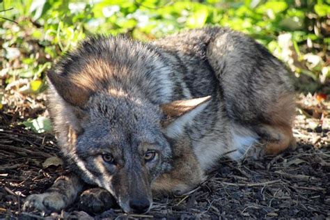 Urban Coyotes Pose a Threat to Pets During Mating Season | Chicago News ...