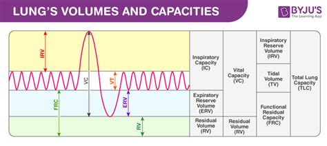 An Overview of Lung Volumes And Capacities (Vital Capacity)