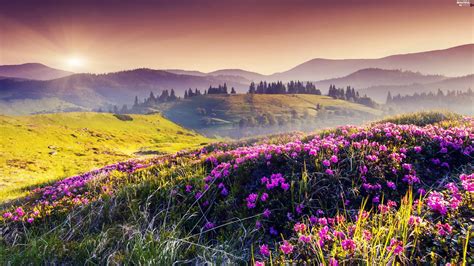 Meadow, Mountains, Sunrise, Flowers - Beautiful views wallpapers: 3840x2160