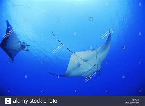 Atlantic Manta Rays Stock Photos & Atlantic Manta Rays Stock Images - Alamy